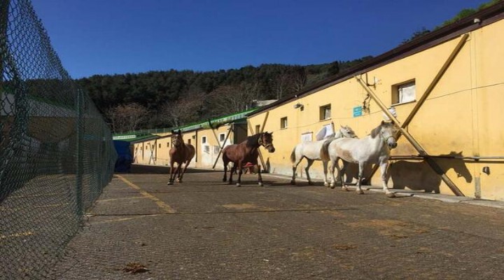 İBB nin MHP li belediyeye hibe ettiği atlar kayboldu!