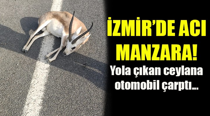 İZMİR DE ACI MANZARA! Ceylana otomobil çarptı...