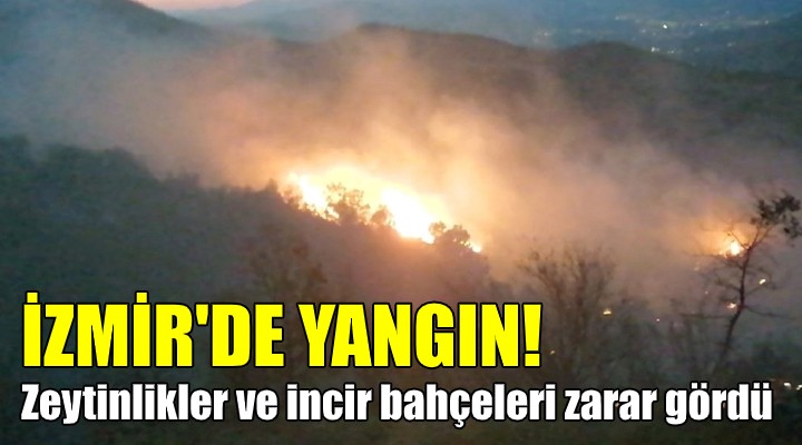 İZMİR DE YANGIN! Zeytinlikler ve incir bahçeleri zarar gördü