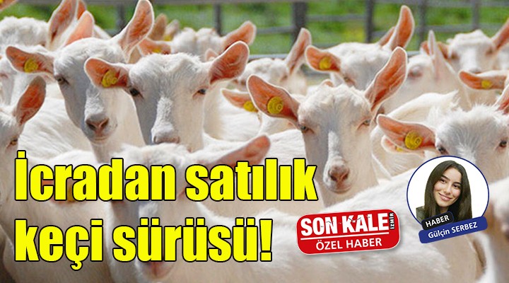 İcradan satılık keçi sürüsü!