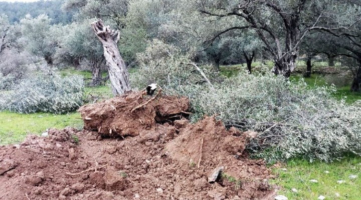 Danıştay’dan, zeytin yönetmeliği için yürütmeyi durdurma kararı