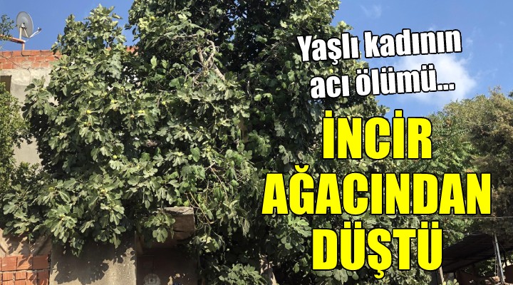 İncir ağacından düşen kadın öldü