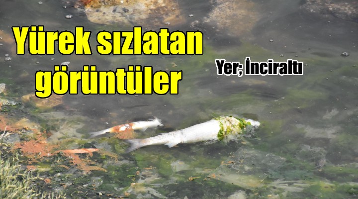 İnciraltı nda yürek sızlatan görüntüler... Balık ölümleri başladı