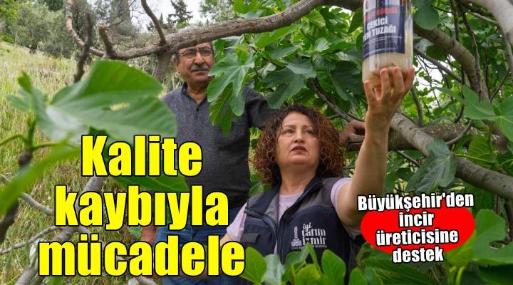 İncirde kalite kaybına karşı doğal mücadele