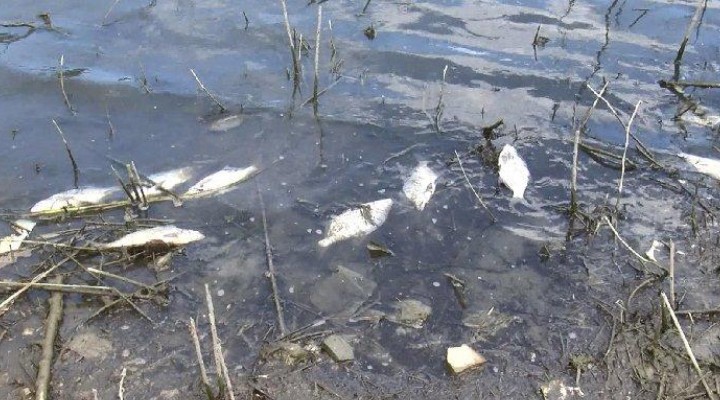 İstanbul da korkutan balık ölümleri