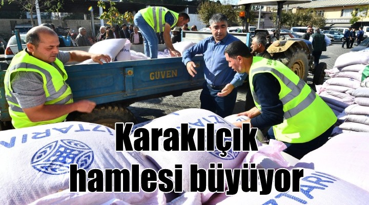 İzmir Büyükşehir, karakılçık buğdayını iyice yaygınlaştırıyor...