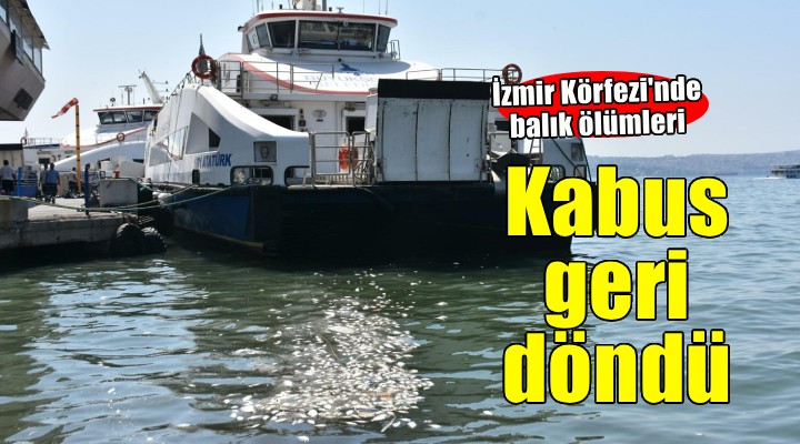 İzmir Körfezi nde balık ölümleri