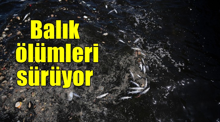 İzmir Körfezi nde balık ölümleri sürüyor