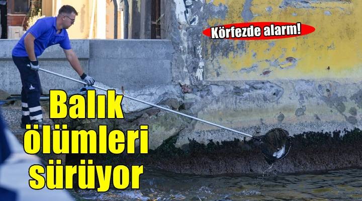 İzmir Körfezi nde balık ölümleri sürüyor