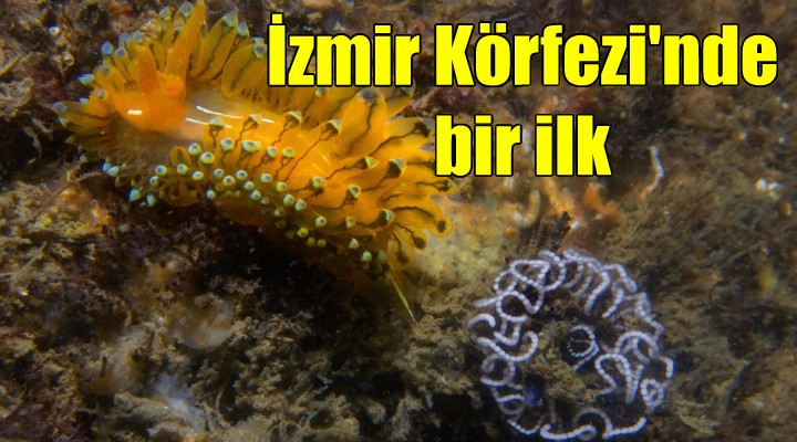 İzmir Körfezi nde bir ilk