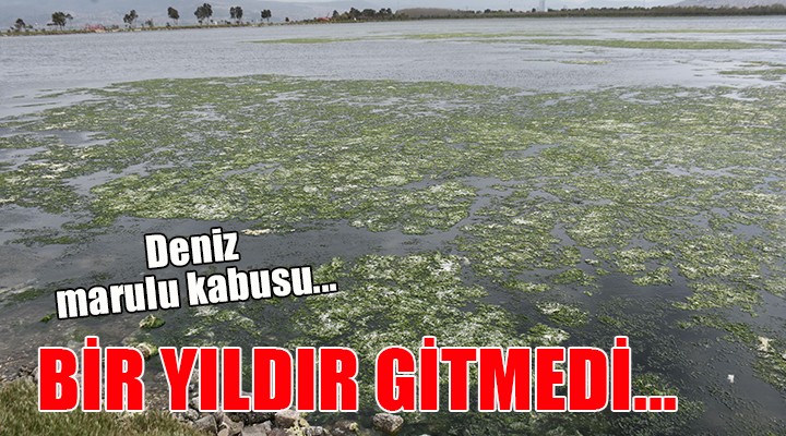 İzmir Körfezi nde deniz marulu kabusu bitmedi..