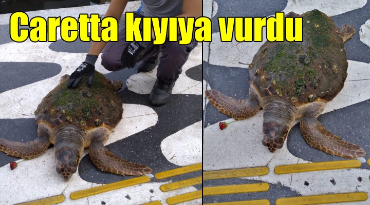 İzmir Körfezi nde kıyıya vuran caretta caretta kurtarıldı