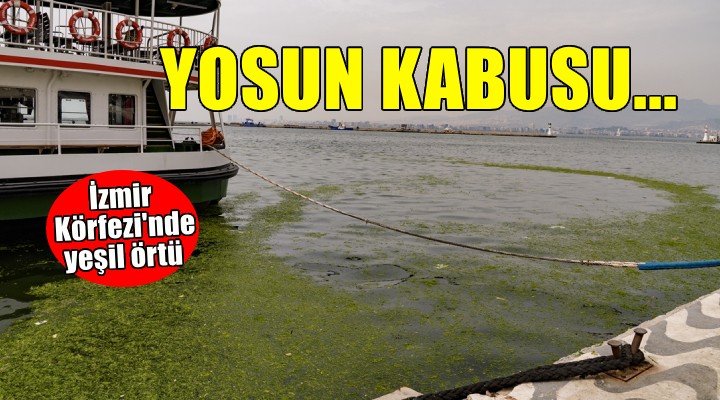 İzmir Körfezi nde yosun kabusu!
