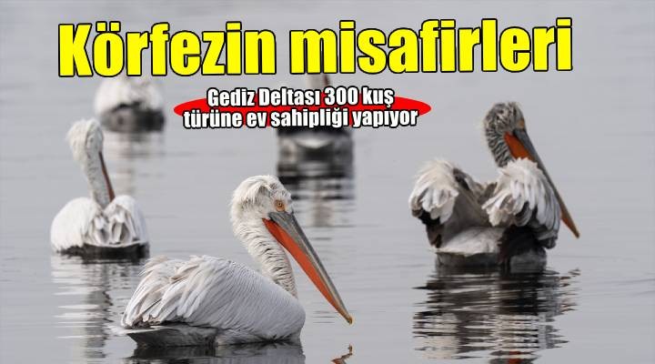 İzmir Körfezi'nin misafirleri: Tepeli pelikanlar