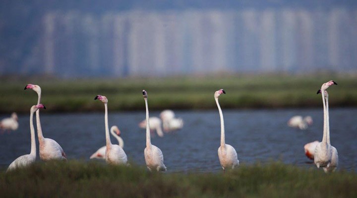 İzmir Kuş Cenneti için flaş karar