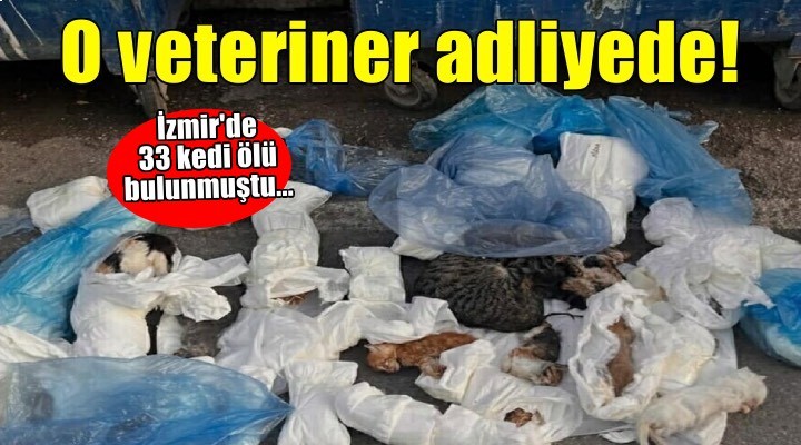 İzmir'de 33 kedi ölü bulunmuştu... Gözaltına alınan veteriner adliyede!