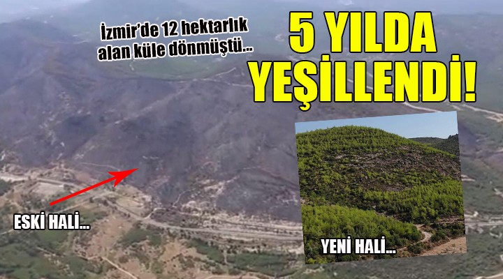 İzmir de 5 yıl önce yanan orman yeşillendi