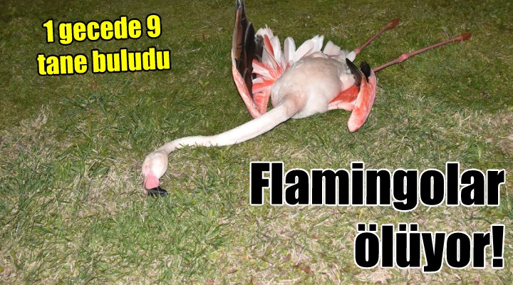 İzmir de 9 flamingonun ölümü endişe uyandırdı