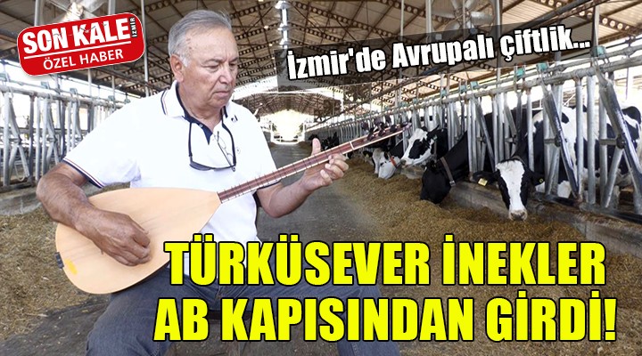 İzmir de Avrupalı çiftlik... TÜRKÜSEVER İNEKLER AB KAPISINDAN GİRDİ!