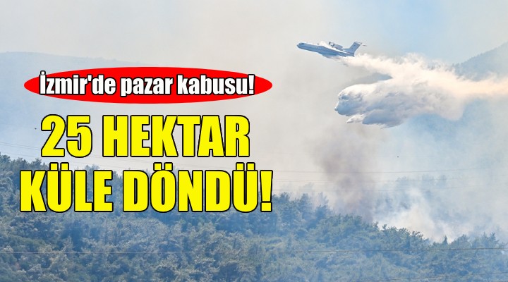 İzmir de acı bilanço: 1 günde 25 hektar küle döndü!