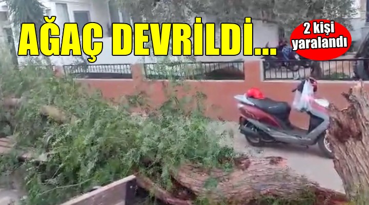 İzmir de ağaç devrildi: 2 yaralı