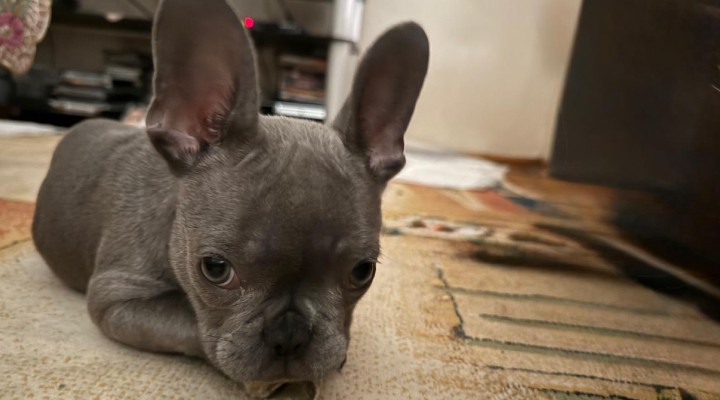 İzmir de ameliyat edilen yavru köpekle ilgili ihmal iddiası!