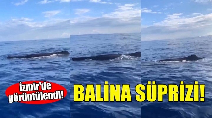İzmir de balina sürprizi!