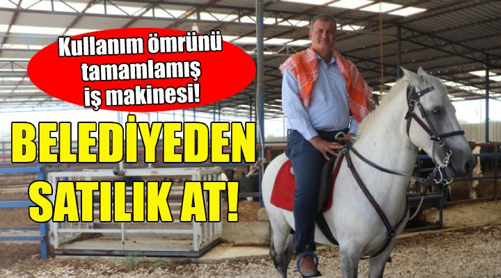 İzmir de belediyeden satılık at!