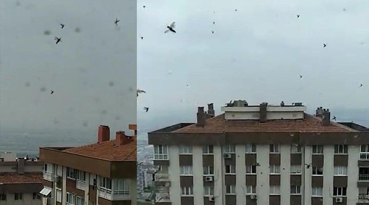 İzmir de böcek tepkisi