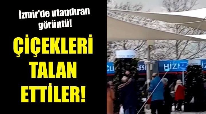 İzmir de çiçekleri talan ettiler!