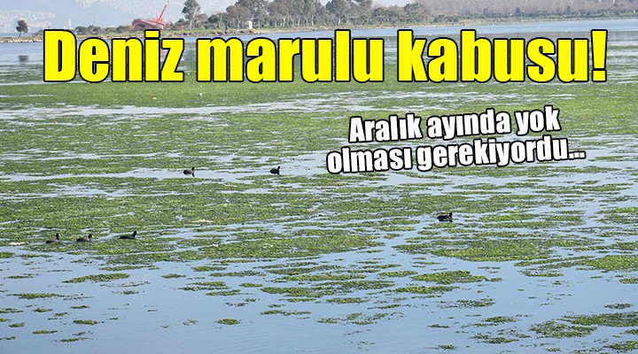 İzmir de deniz marulu kabusu...