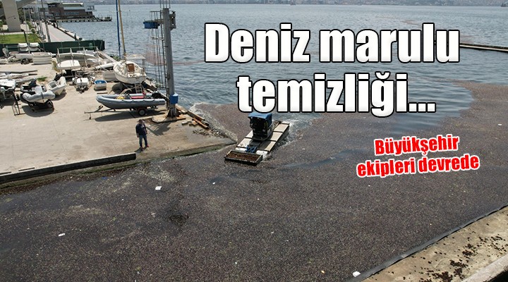 İzmir de deniz marulu temizliği...