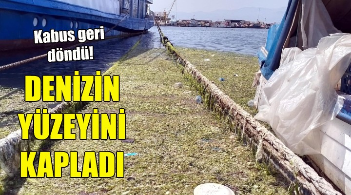 İzmir de denizin yüzeyini kapladı!