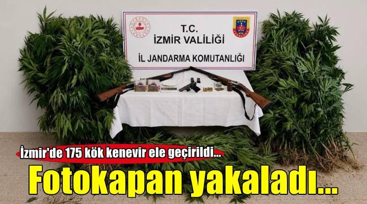 İzmir'de fotokapana yakalanan uyuşturucu yetiştiricisi tutuklandı