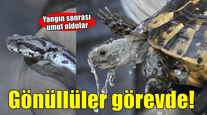 İzmir de gönüllüler ormandan kurtulan hayvanlara umut oluyor