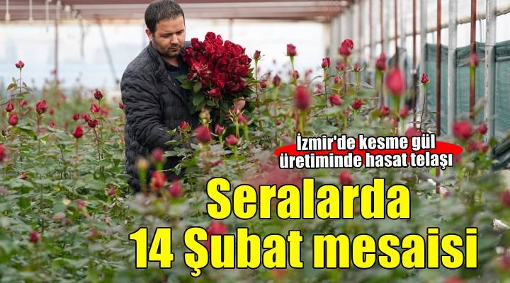 İzmir'de gül yetiştirilen seralarda Sevgililer Günü mesaisi