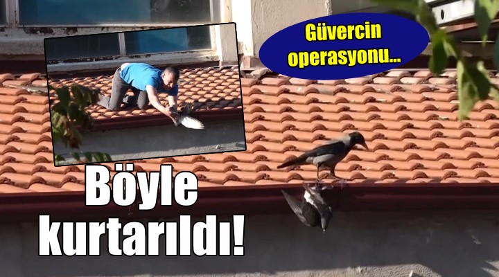 İzmir de güvercin kurtarma operasyonu...
