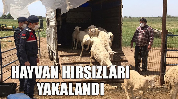 İzmir de hayvan hırsızları yakalandı