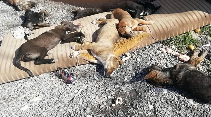 İzmir de hayvan katliamı! Zehirli et verilen 9 köpek ve 3 kedi öldü