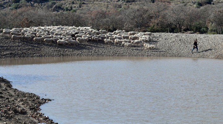 İzmir de hayvancılığı canlandıran hamle