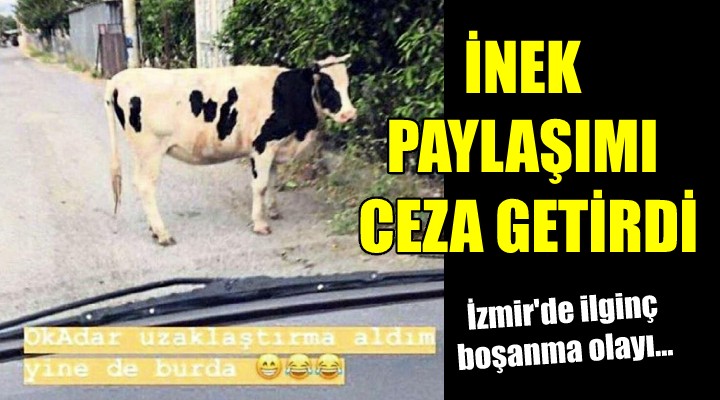 İzmir de ilginç boşanma olayı... İnek paylaşımı ceza getirdi!