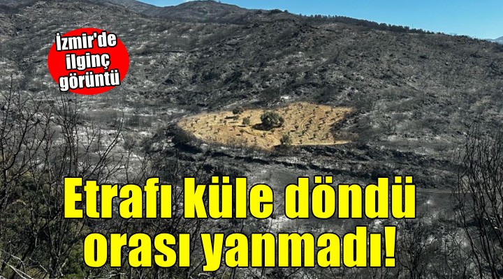 İzmir'de ilginç görüntü... Etrafı küle döndü, orası yanmadı!