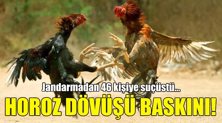 İzmir de jandarmadan horoz dövüşü baskını!