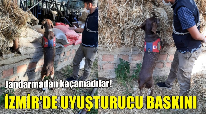 İzmir de jandarmadan uyuşturucu baskını!