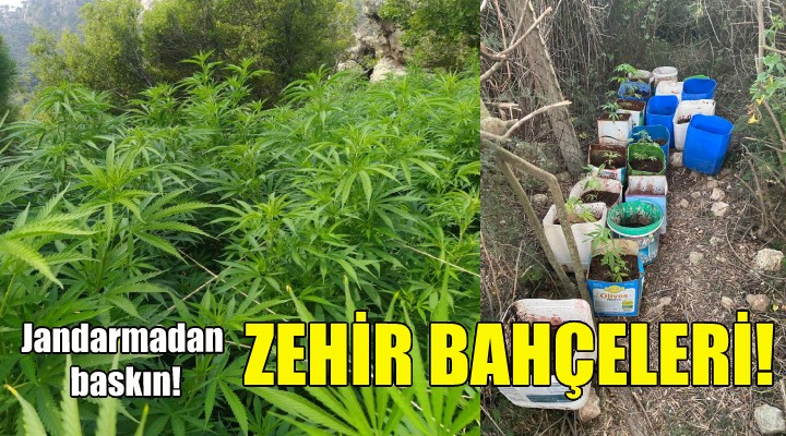 İzmir de jandarmadan zehir bahçelerine baskın!