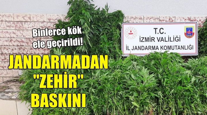 İzmir de jandarmadan  zehir  baskını