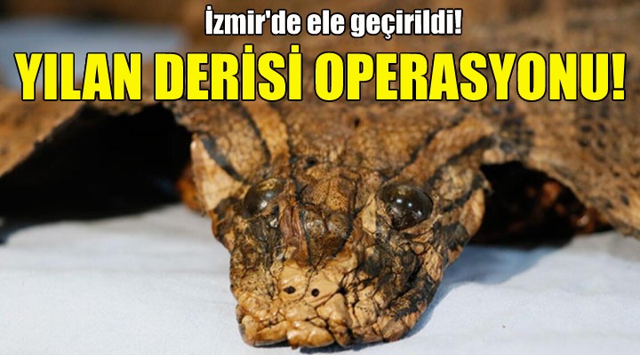 İzmir de kaçak yılan derisi operasyonu!