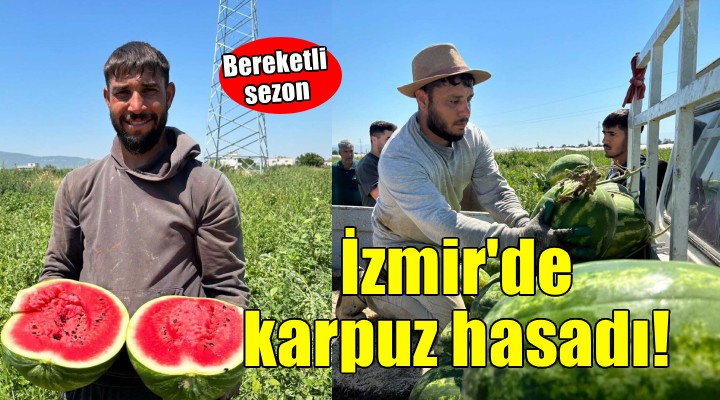 İzmir'de karpuz hasadı başladı