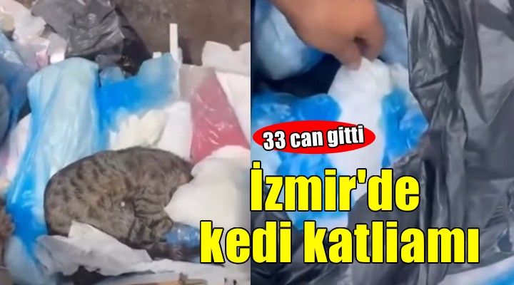 İzmir de kedi katliamı... 33 can gitti!