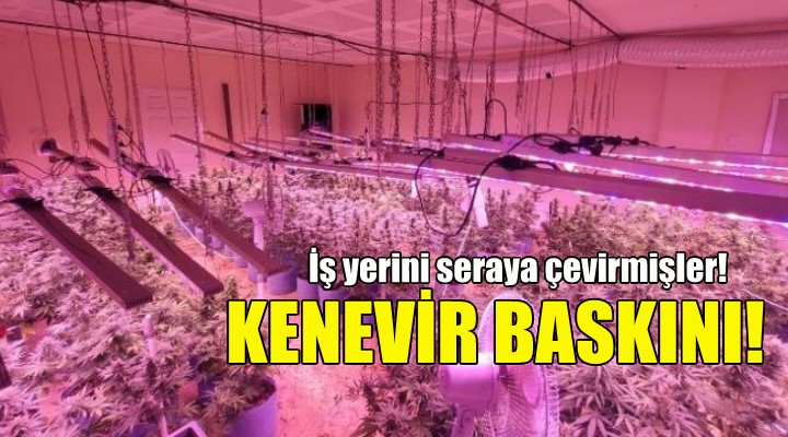 İzmir de kenevir baskını!